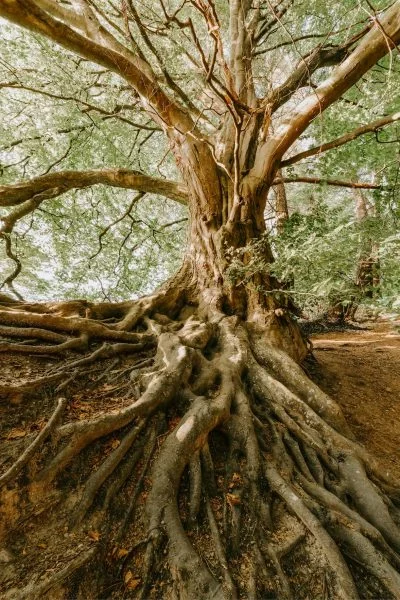 Arbre symbolisant les racines familiales et la psychogénéalogie proposée par Alya Reliance à Montélimar